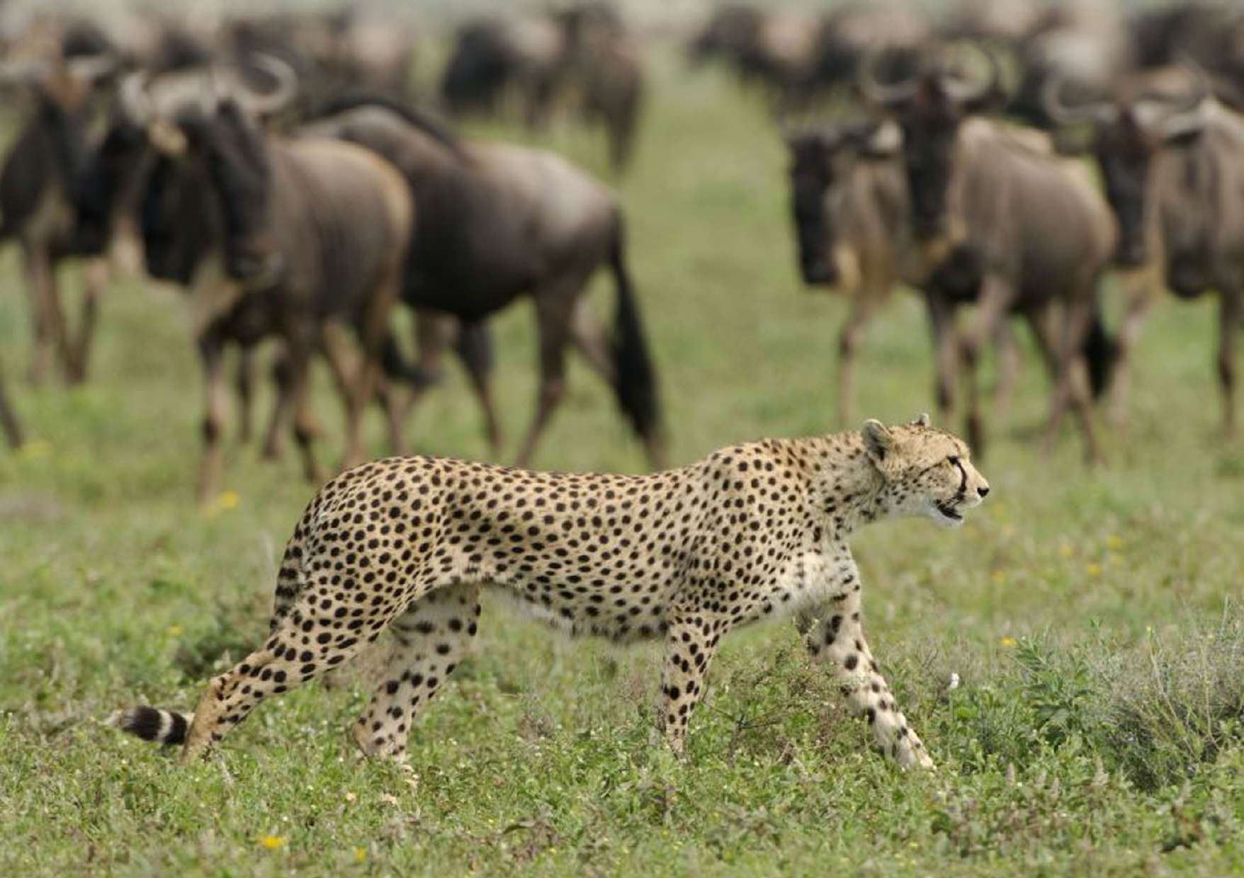 Cheetah moving through the migration