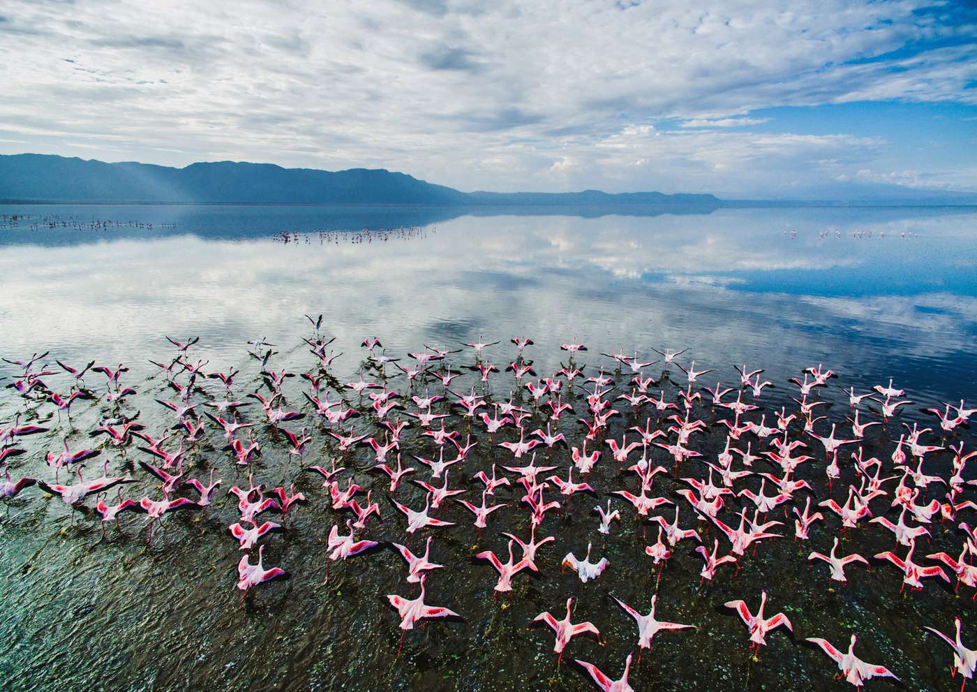 Flamingos over Lake Natron