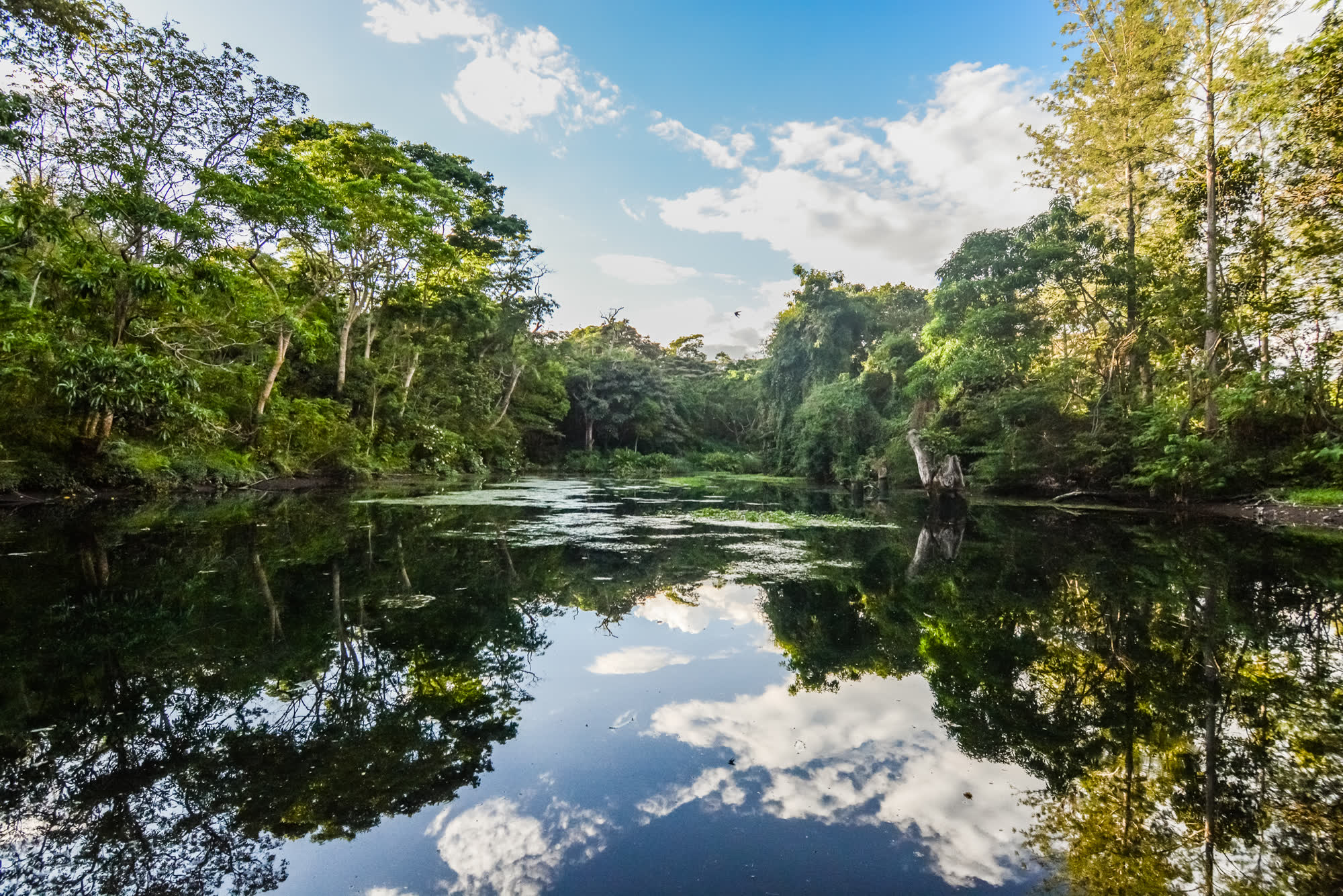 Forest reflected in still water