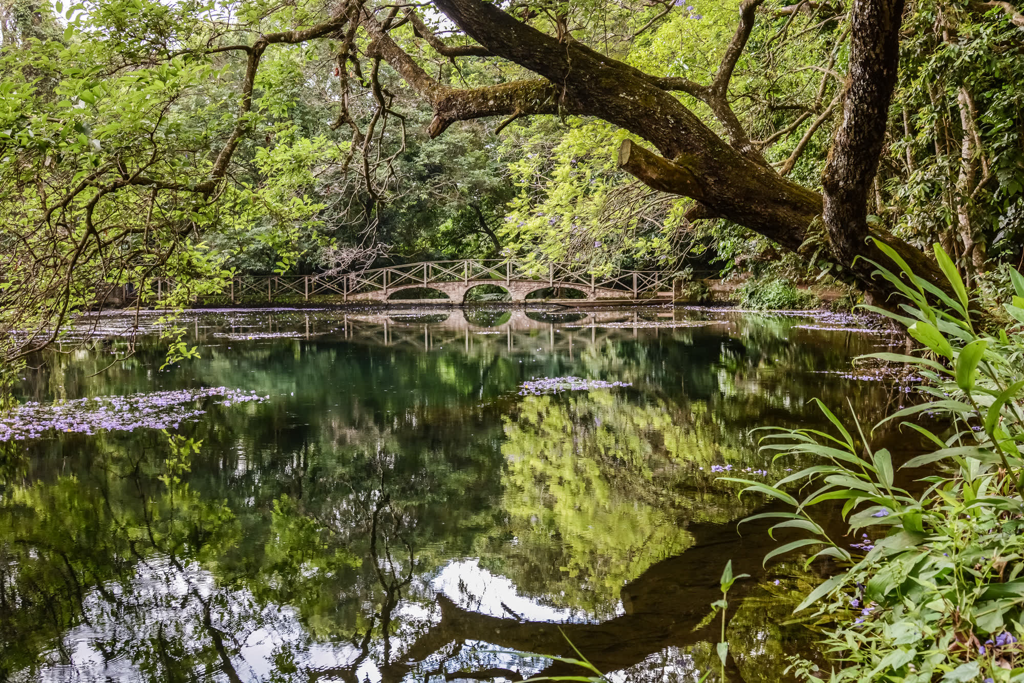 A forest pond, still and green
